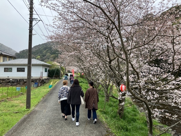 大沢地区の桜