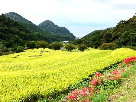 美しい棚田の風景を調査